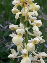 Orchis pallens