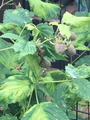 Rubus idaeus