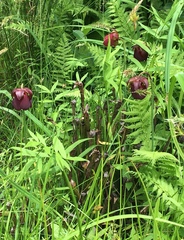 Sarracenia rubra