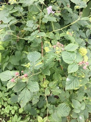 Rubus idaeus