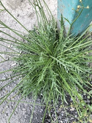 Scorzoneroides autumnalis