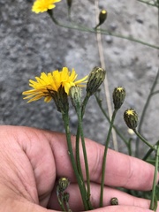 Scorzoneroides autumnalis