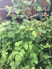 Rubus idaeus