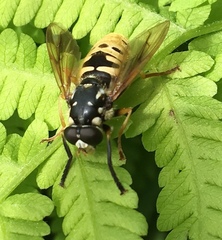 Temnostoma alternans