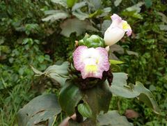 Costus afer