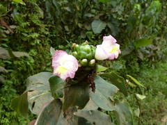 Costus afer