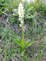 Orchis pallens
