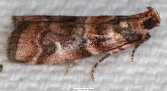 Dioryctria pygmaeella