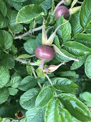 Rosa rugosa