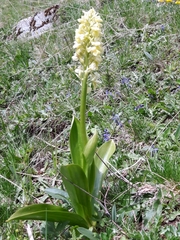 Orchis pallens