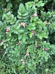 Rosa rugosa