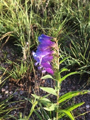 Penstemon glaber
