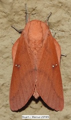 Syssphinx bicolor