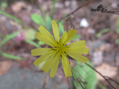 Ixeris