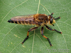 Promachus yesonicus