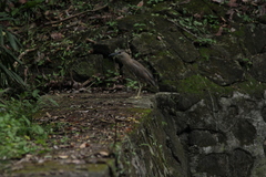 Nycticorax nycticorax