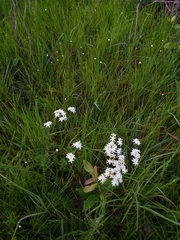 Sabatia macrophylla