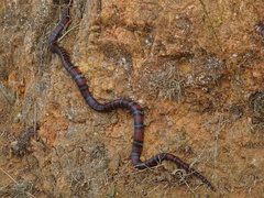 Lampropeltis micropholis