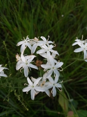 Sabatia macrophylla