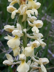 Orchis pallens