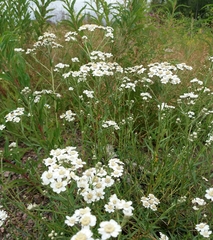 Achillea ptarmica