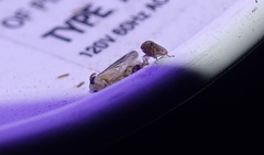 Megophthalminae