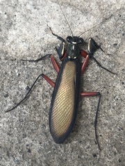 Metallyticus violaceus