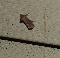 Acrolophus plumifrontella