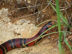 Lampropeltis micropholis