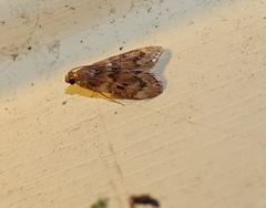 Aglossa disciferalis