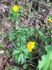 Ranunculus tuberosus