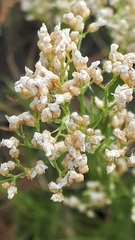 Eremogone longifolia