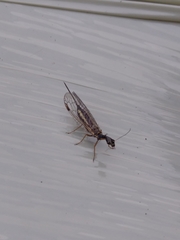 Dichrostigma flavipes