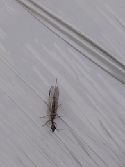 Dichrostigma flavipes