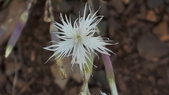 Dianthus klokovii