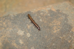 Antichiropus variabilis