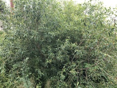 Salix triandra