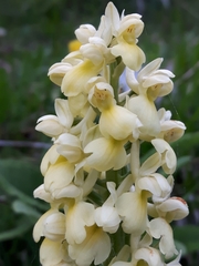 Orchis pallens