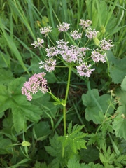 Chaerophyllum hirsutum
