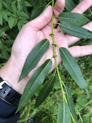Salix triandra