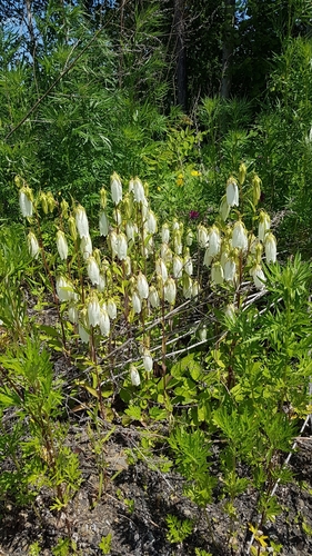 Campanula punctata iNat (1)