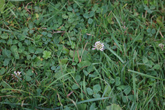 Trifolium repens