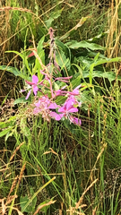 Chamaenerion angustifolium