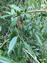 Salix triandra