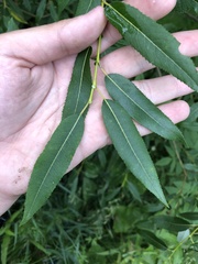 Salix triandra