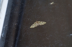 Chloroclystis neoconversa