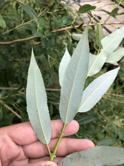 Salix triandra
