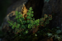 Asplenium subglandulosum