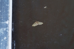 Chloroclystis neoconversa