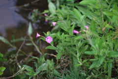 Epilobium hirsutum